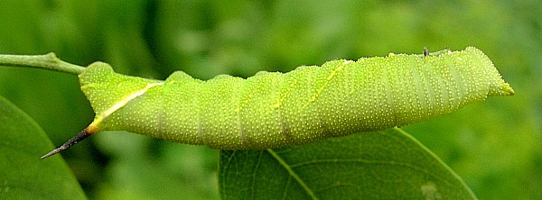 Fourth instar larva of Sataspes xylocoparis, Baochu Pagoda, Hangzhou, Zhejiang, China. Photo: © Tony Pittaway.