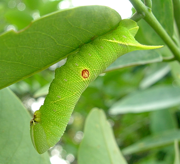 Part grown final instar larva of Sataspes xylocoparis, Baochu Pagoda, West Lake, Hangzhou, Zhejiang, China, 22.v.2012. Photo: © Tony Pittaway.