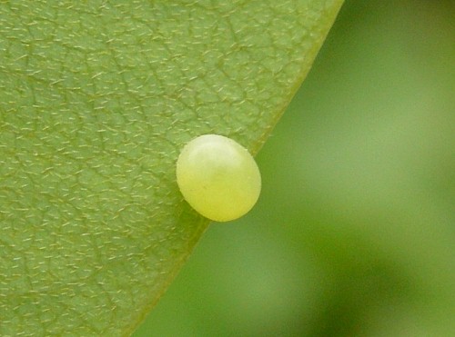 Ovum of Sataspes xylocoparis on Albizia, Baochu Pagoda, West Lake, Hangzhou, Zhejiang, China, 30.iv.2006. Photo: © Tony Pittaway.