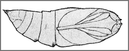 Pupa of Sataspes xylocoparis. Image: Mell, 1922b