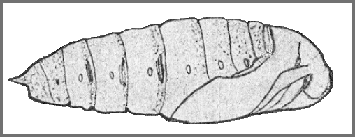 Pupa of Sataspes xylocoparis. Image: Mell, 1922b