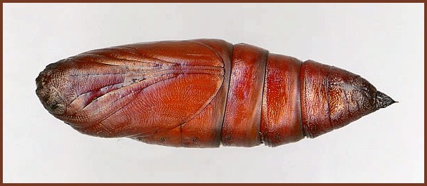 Pupa of Sataspes xylocoparis (ventral view), Baochu Pagoda, West Lake, Hangzhou, Zhejiang, China. Photo: © Tony Pittaway.