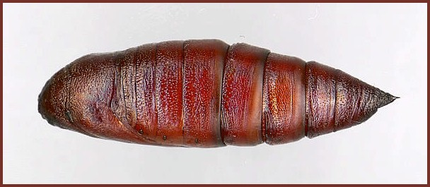 Pupa of Sataspes xylocoparis (dorsal view), Baochu Pagoda, West Lake, Hangzhou, Zhejiang, China. Photo: © Tony Pittaway.