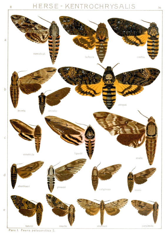 Set x1 Sphingidae Entomologie Callionima Nomius Echt Buchse Hawk Moth A1 