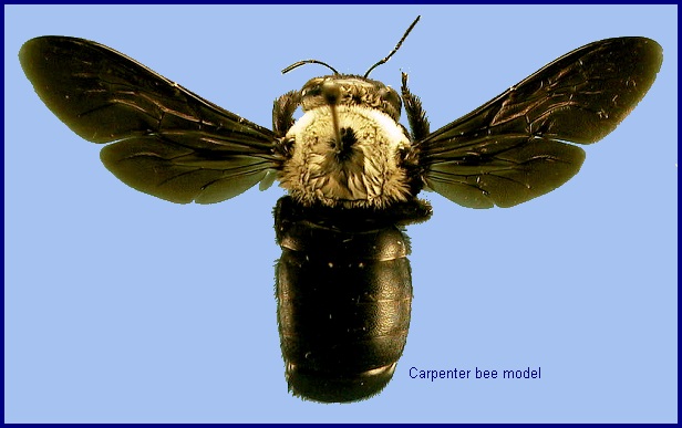 Bee model for some forms of Sataspes xylocoparis. Photo: © NHMUK