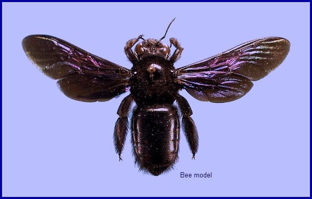 Bee model for some forms of Sataspes tagalica. Photo: © NHMUK