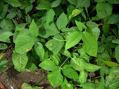 Syngonium podophyllum, Bangkok, Thailand. Photo: © Tony Pittaway.