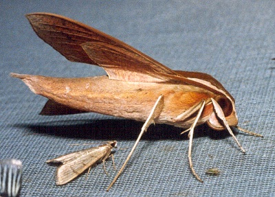 Adult Theretra alecto (side view), Thailand. Photo: © Ian Kitching