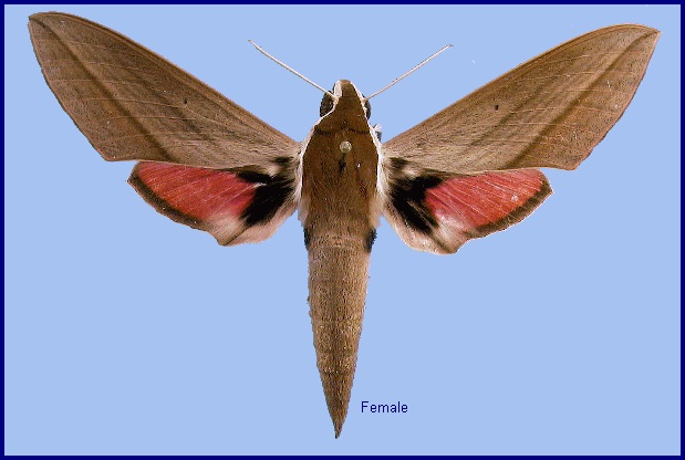 Female Theretra alecto. Photo: © NHMUK