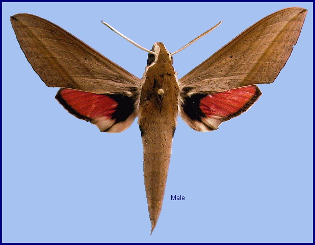 Male Theretra alecto. Photo: © NHMUK