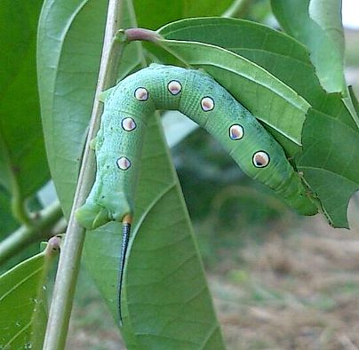 Fourth instar larva of Theretra alecto, Sulawesi, Indonesia. Photo: © Mahmud/Gary Saunders.