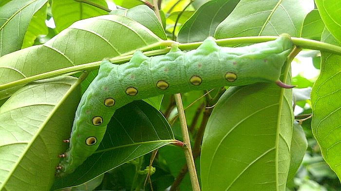 Final instar green form larva of Theretra alecto, Sulawesi, Indonesia. Photo: © Mahmud/Gary Saunders.