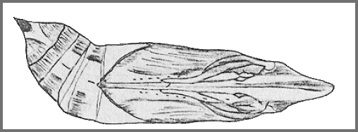 Pupa of Theretra alecto. Image: Mell, 1922b