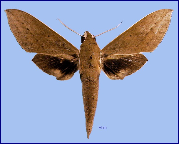 Male Theretra boisduvalii. Photo: © NHMUK