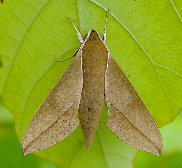 Adult Theretra ?clotho clotho, Jiucai Ling, Guizhou, China. Photo: © Viktor Sinjaev.