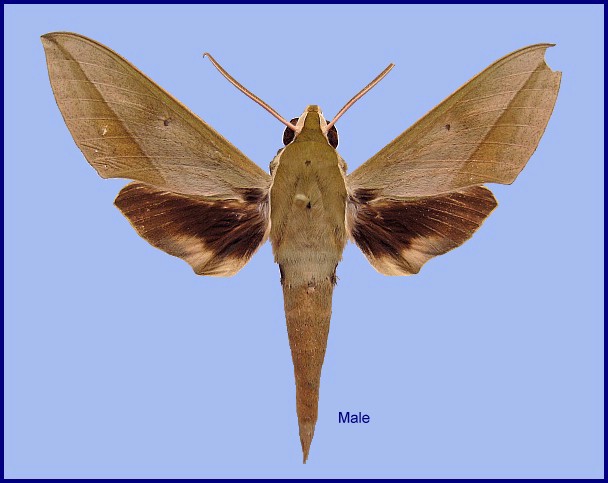 Male Theretra clotho clotho, Wang Neua to Phayao road, km 12.5, Phayao, Thailand. Photo: © NHMUK