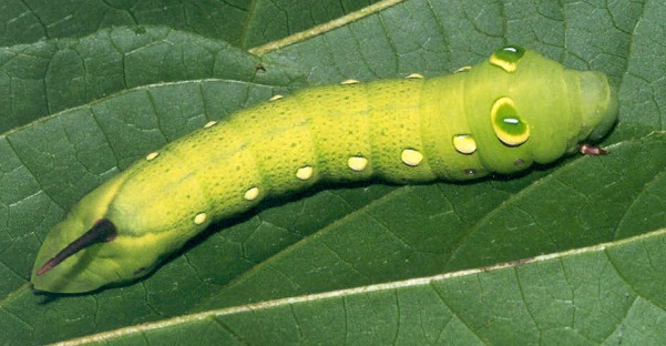 Partly grown last instar green form larva of Theretra ?clotho clotho on Parthenocissus himalayana, Hong Kong, China. Photo: © Kent H. K. Li.