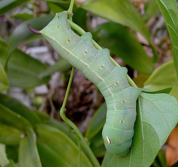 Full-grown green form larva of Theretra ?clotho clotho, Chiang Mai, Thailand. Photo: © Tony Pittaway.