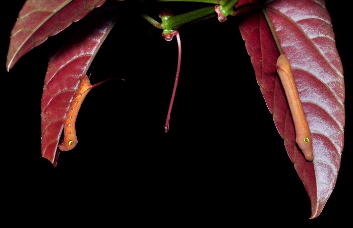 Fourth instar dark form larvae of Theretra clotho clotho on Cissus hastata, Singapore. Photo: © Leong Tzi Ming.