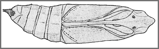 Pupa of Theretra ?clotho clotho. Image: Mell, 1922b