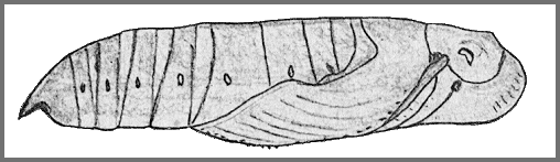 Pupa of Theretra ?clotho clotho. Image: Mell, 1922b