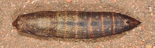 Pupa of Theretra clotho clotho, Singapore. Photo: © Leong Tzi Ming.