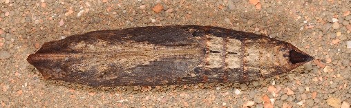 Pupa of Theretra clotho clotho, Singapore. Photo: © Leong Tzi Ming.