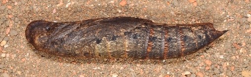 Pupa of Theretra clotho clotho, Singapore. Photo: © Leong Tzi Ming.