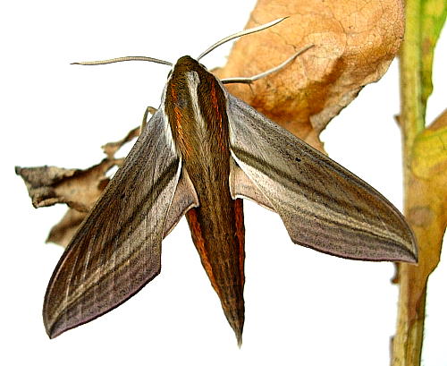 Male Theretra japonica, Hangzhou, Zhejiang, China. Photo: © Tony Pittaway