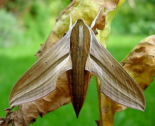 Female Theretra japonica, Hangzhou, Zhejiang, China. Photo: © Tony Pittaway