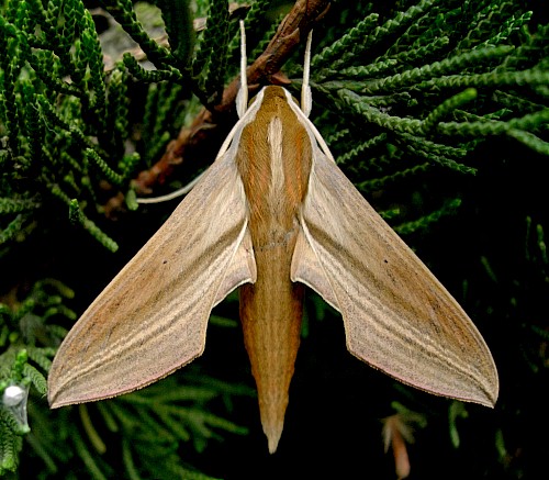 Male Theretra japonica, Hangzhou, Zhejiang, China. Photo: © Tony Pittaway