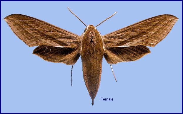 Female Theretra japonica. Photo: © NHMUK