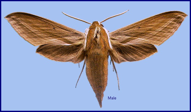 Male Theretra japonica. Photo: © NHMUK