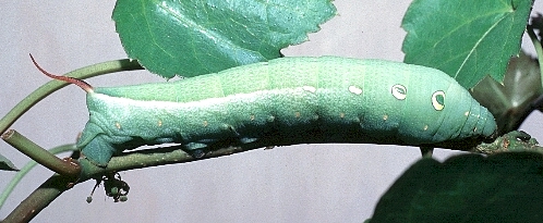 Full-grown green form larva of Theretra japonica, Beijing, China. Photo: © Tony Pittaway.