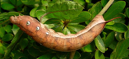 Full-grown light brown form larva of Theretra japonica, Shanghai, China. Photo: © Tony Pittaway.