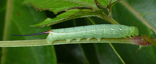 Third instar larva of Theretra japonica, 'Orioles Singing in the Willows', West Lake, Hangzhou, Zhejiang, China, 17.ix.2016. Photo: © Tony Pittaway.