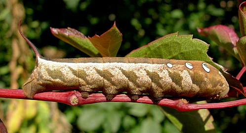 Full-grown dark brown form larva of Theretra japonica, Beijing, China, 24.ix.2005. Photo: © Tony Pittaway.