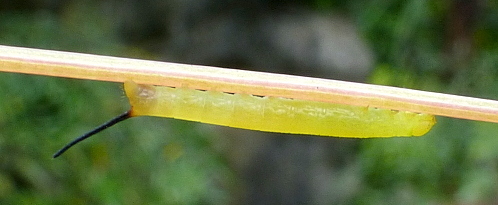 First instar larva of Theretra japonica, 'Orioles Singing in the Willows', West Lake, Hangzhou, Zhejiang, China, 12.ix.2016. Photo: © Tony Pittaway.