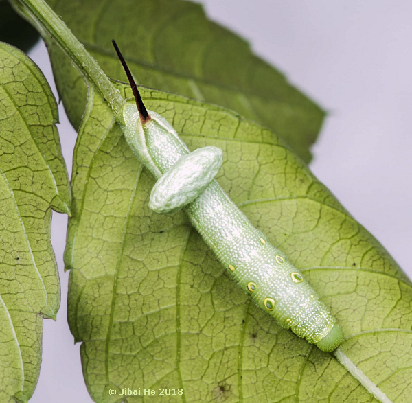 Green form larva of Theretra japonica with parasite cocoon, Wuhan, Hubei, China, 2018. Photo: © He JiBai, 2018.