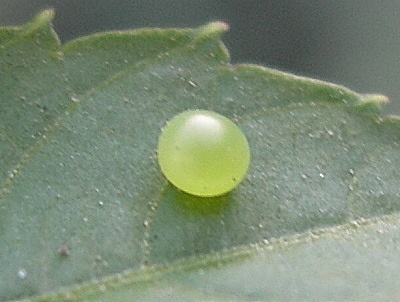 Egg of Theretra japonica, Beijing, China. Photo: © Tony Pittaway.