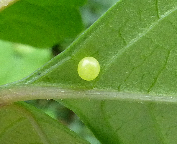 Egg of Theretra japonica, 'Orioles Singing in the Willows', West Lake, Hangzhou, Zhejiang, China, 19.ix.2016. Photo: © Tony Pittaway.