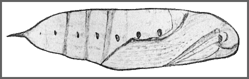 Pupa of Theretra japonica. Image: Mell, 1922b