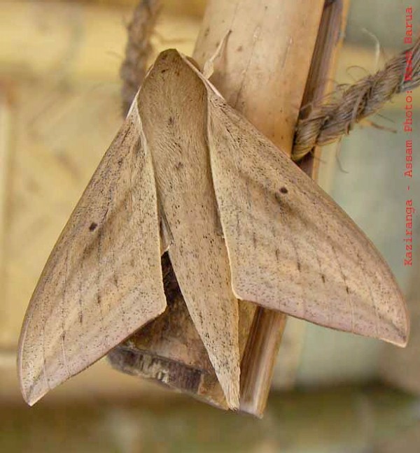 Theretra lucasii, Kaziranga, Assam, India. Photo: © Maan Barua.