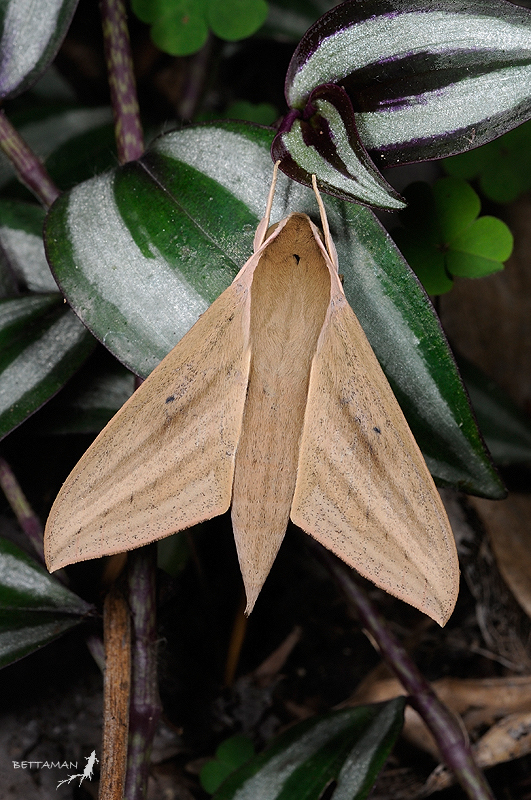 Theretra lucasii, Siianjiyen, Jingmei, Taipei City, Taiwan. Photo: © Shipher Wu.