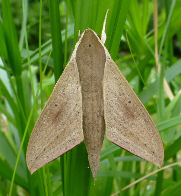 Male Theretra lucasii, Cyberjaya, Kuala Lumpur area, Selangor, Malaysia, iv.2017. Photo: © Tony Pittaway.