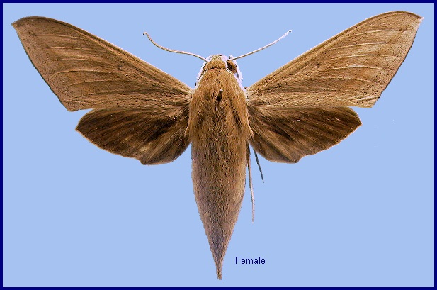 Female Theretra lucasii. Photo: © NHMUK