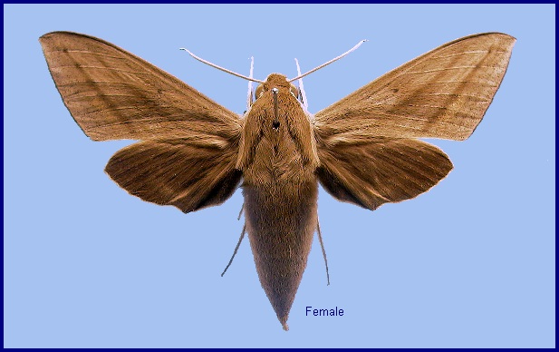 Female Theretra lucasii. Photo: © NHMUK