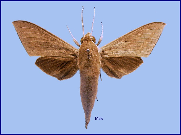 Male Theretra lucasii. Photo: © NHMUK