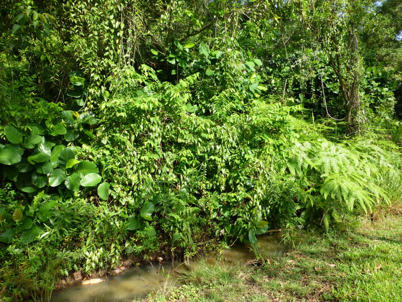 Typical habitat of Theretra lucasii with hanging curtains of Cissus, Cyberjaya, Kuala Lumpur area, Selangor, Malaysia. Photo: © Tony Pittaway.