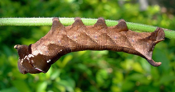 Partial full-grown brown form larva of Theretra lucasii, Chiang Mai, Thailand. Photo: © Tony Pittaway